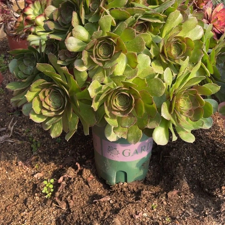 222号万圣节多肉植物