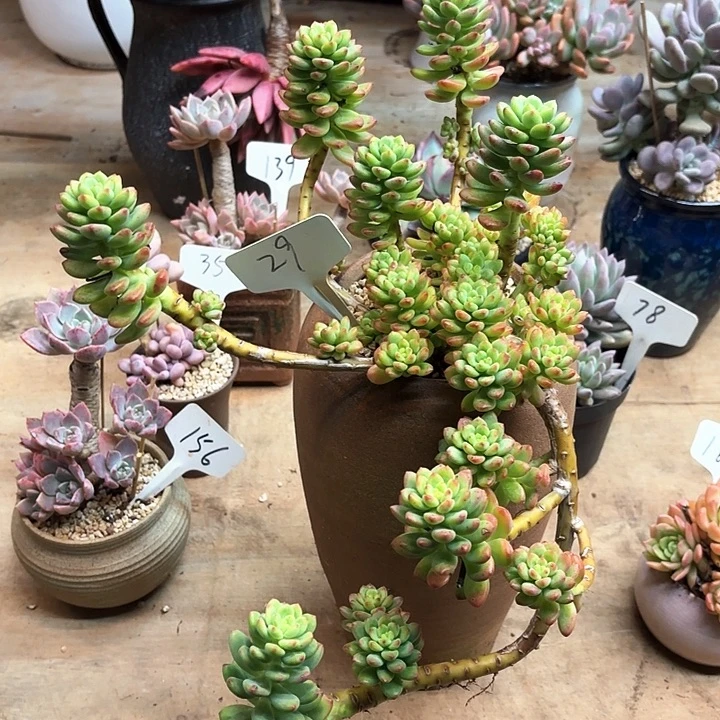 多肉植物，香格里拉29号