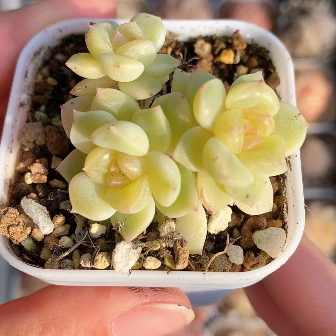 响当当啊这不是要干的