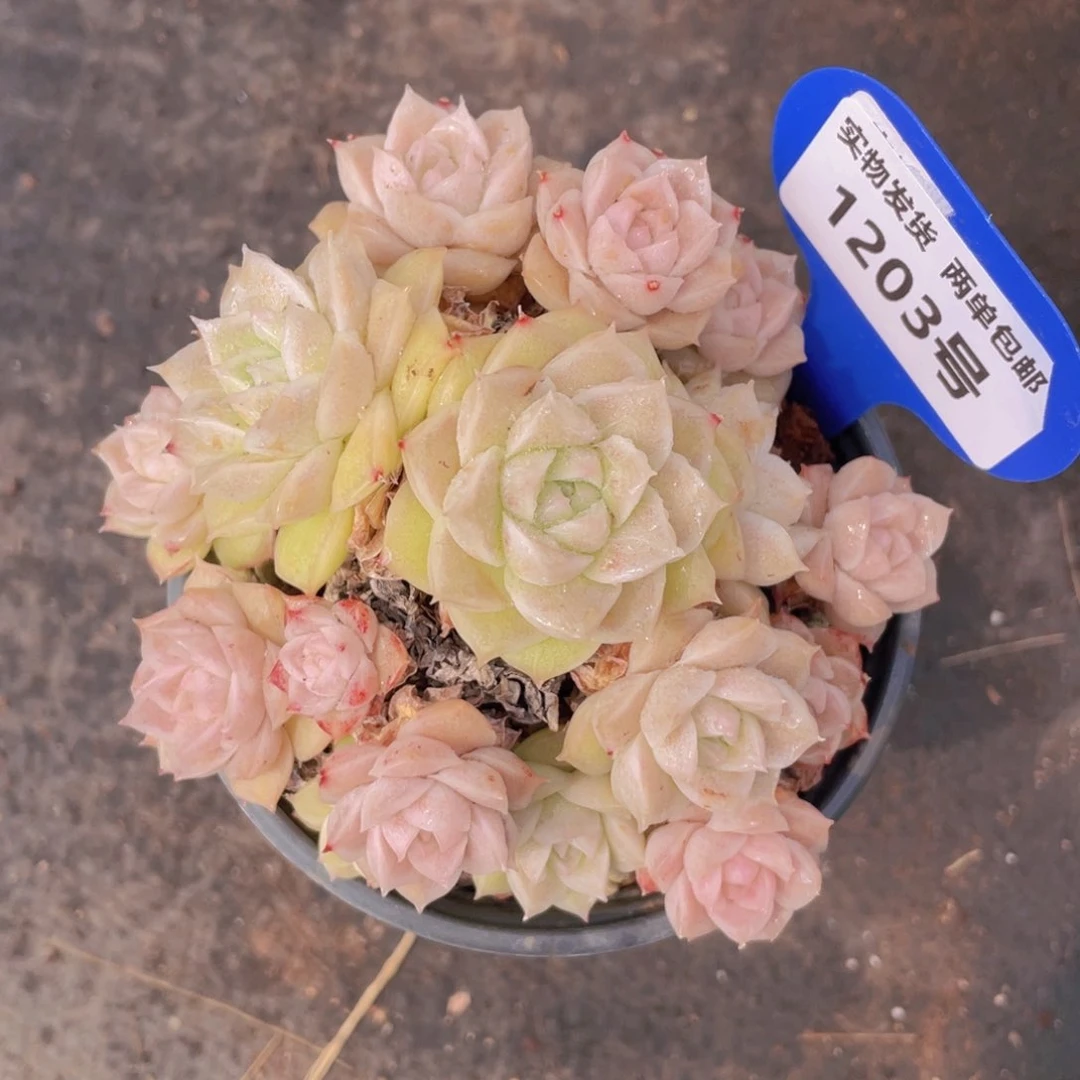 1203号冰透麦秆大群生一个不包整