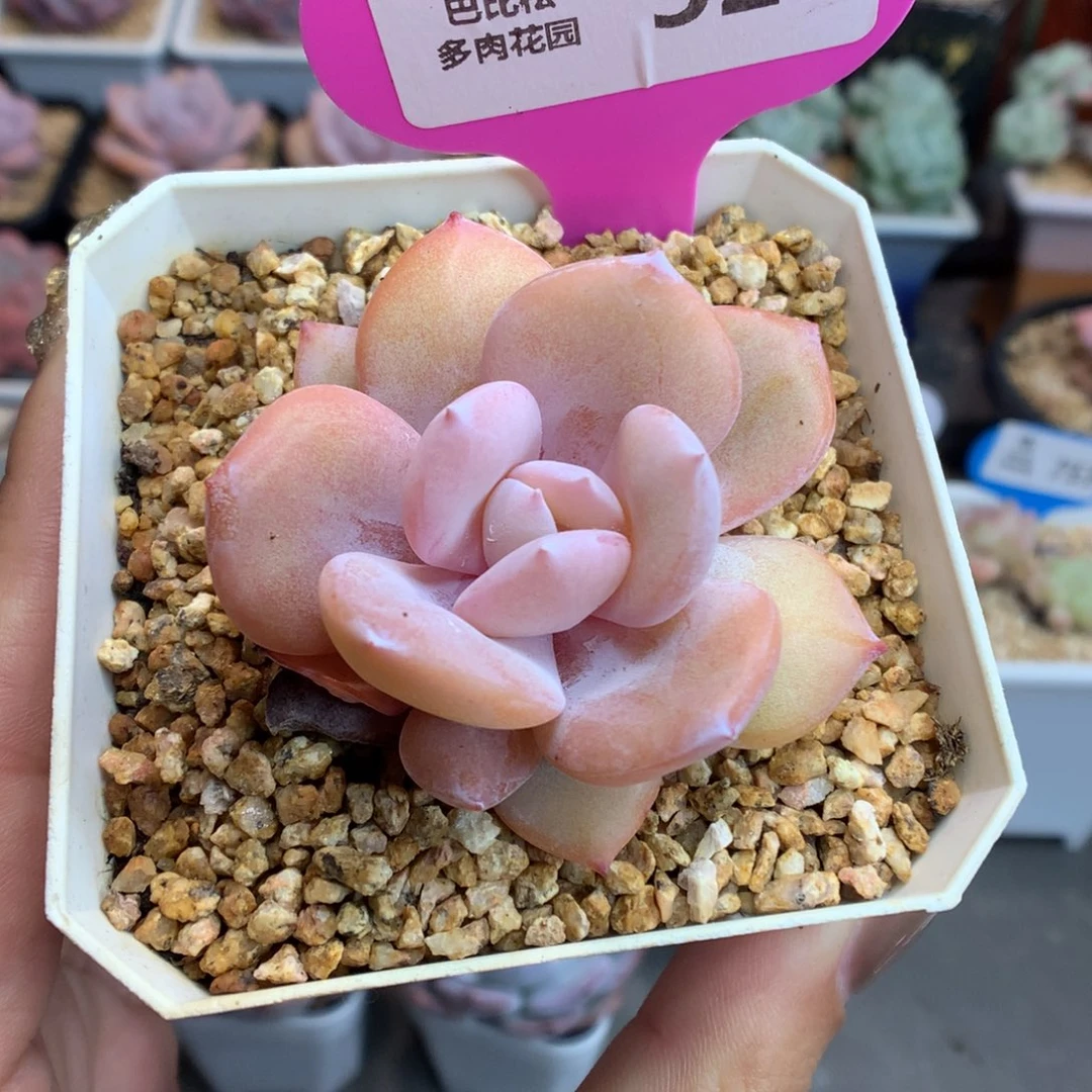 523奶茶多肉植物一物一拍