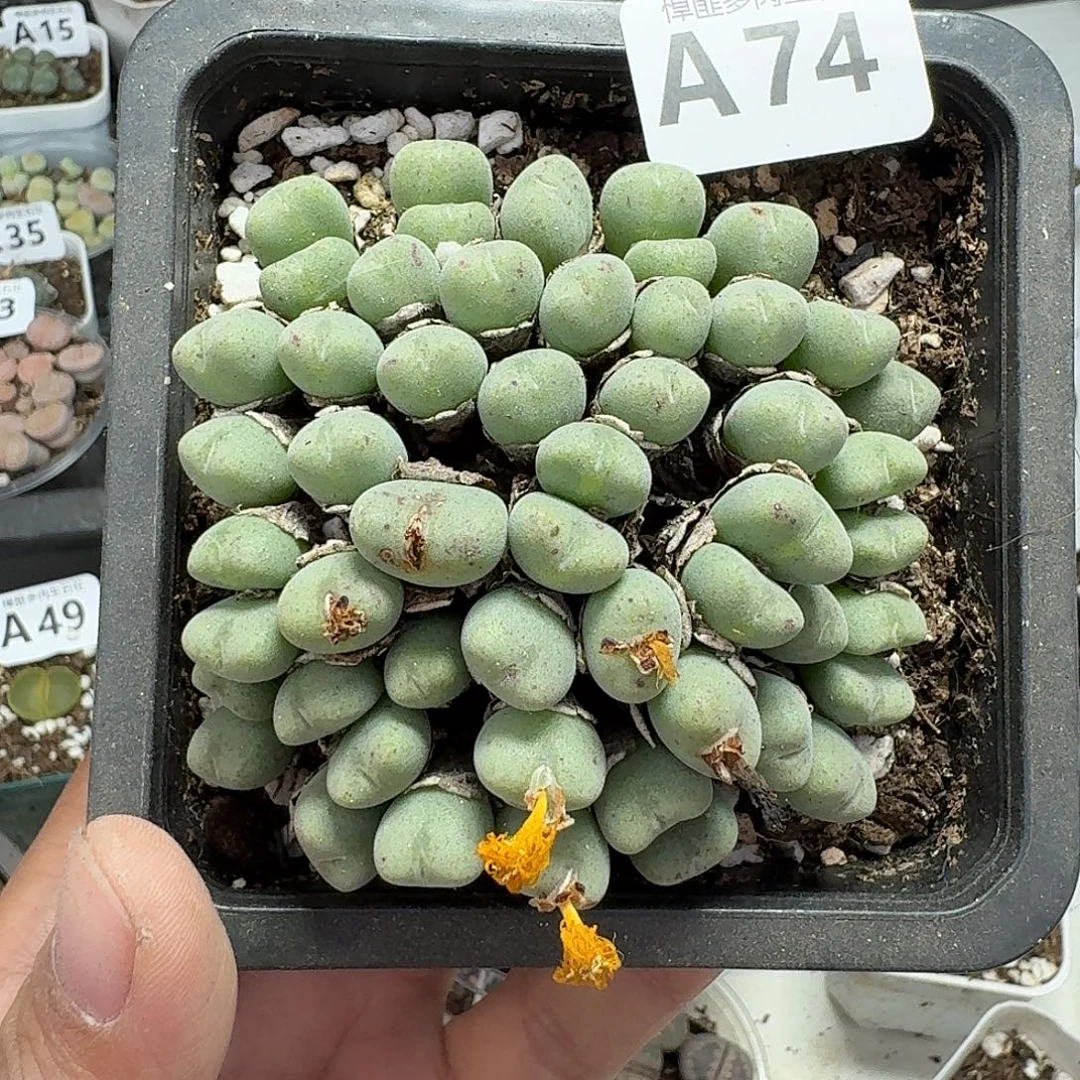 74多肉植物多肉植物