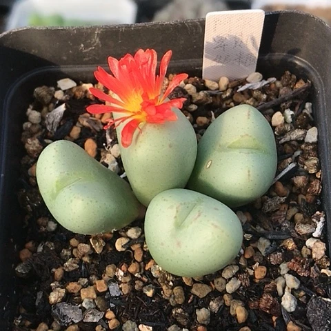 多肉肉锥 阿尔卑斯奶糖