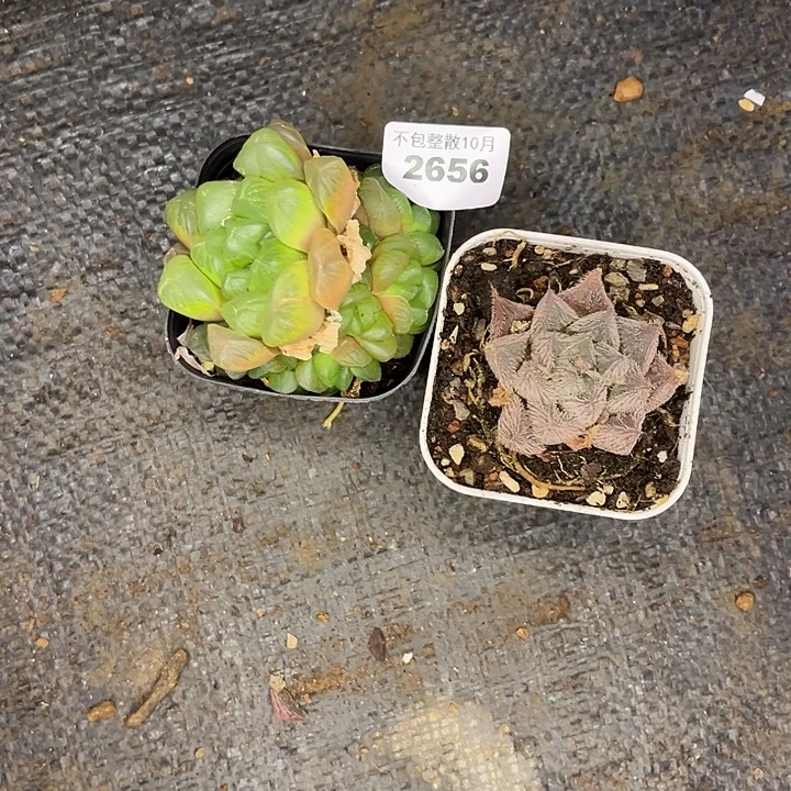 阿雅园艺。         2656毛玉露+玉露