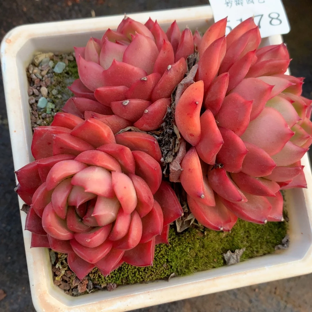 5178杂交精品基地11厘米