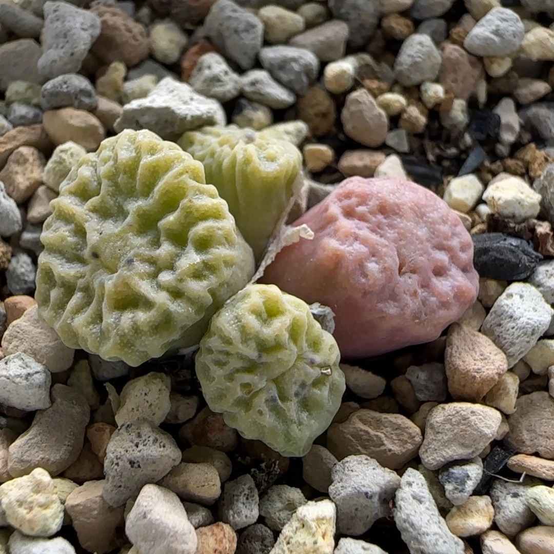 阳***宝8-3当天满38包邮超烧锦