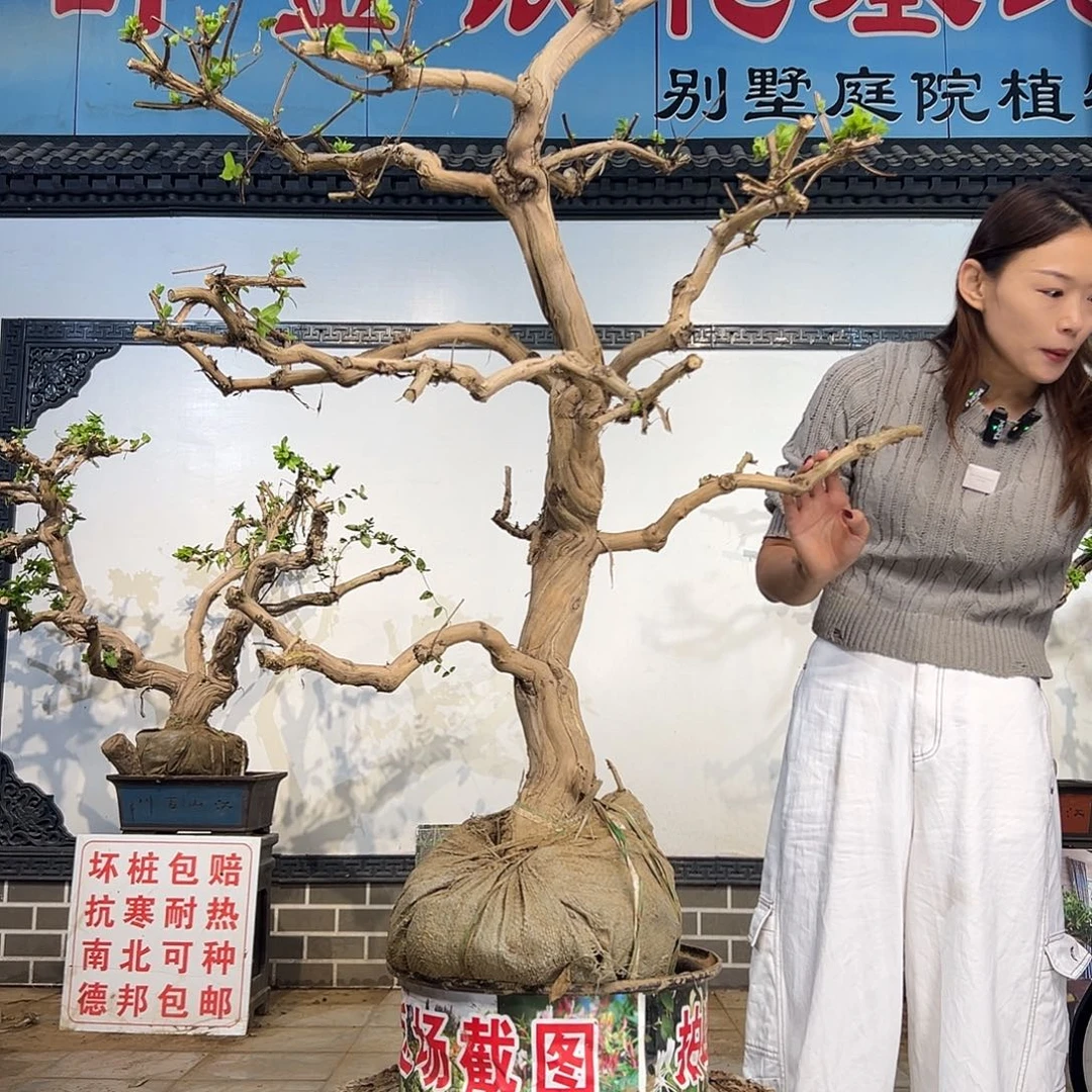 完全开放金银花88889888888