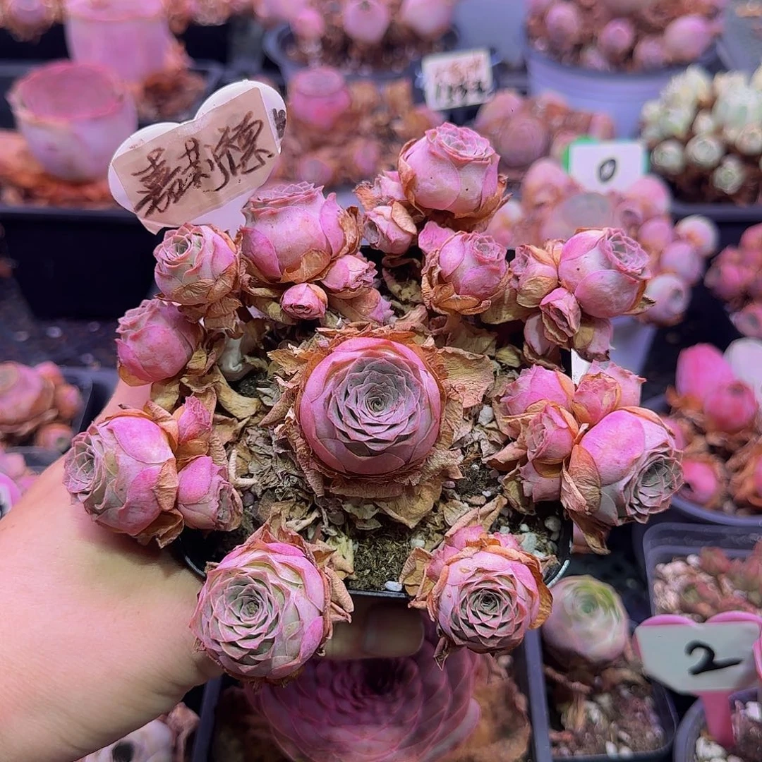 嘉莉德 非偏远包邮玻璃心慎拍