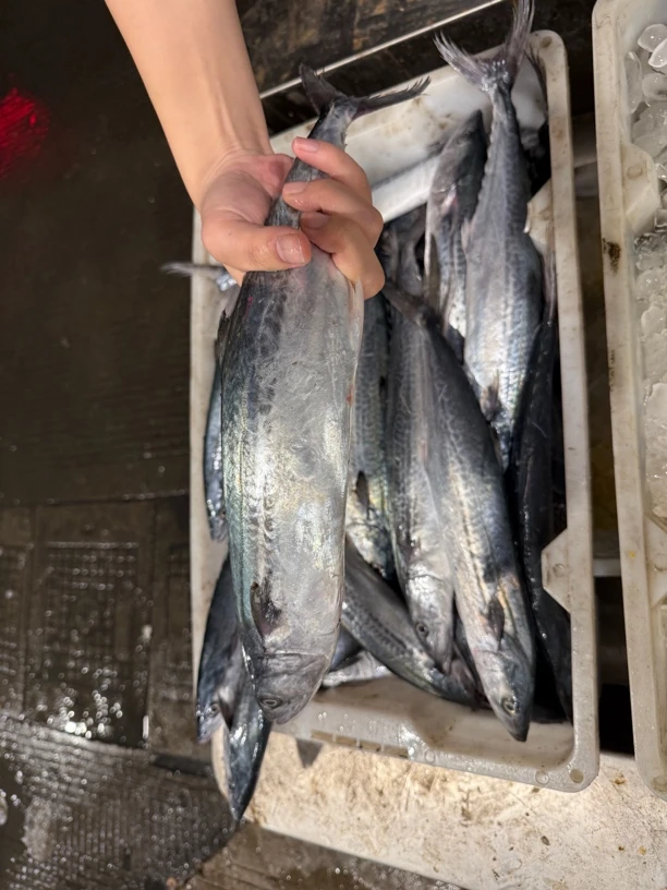 东海野生蓝点白腹马胶鱼深海