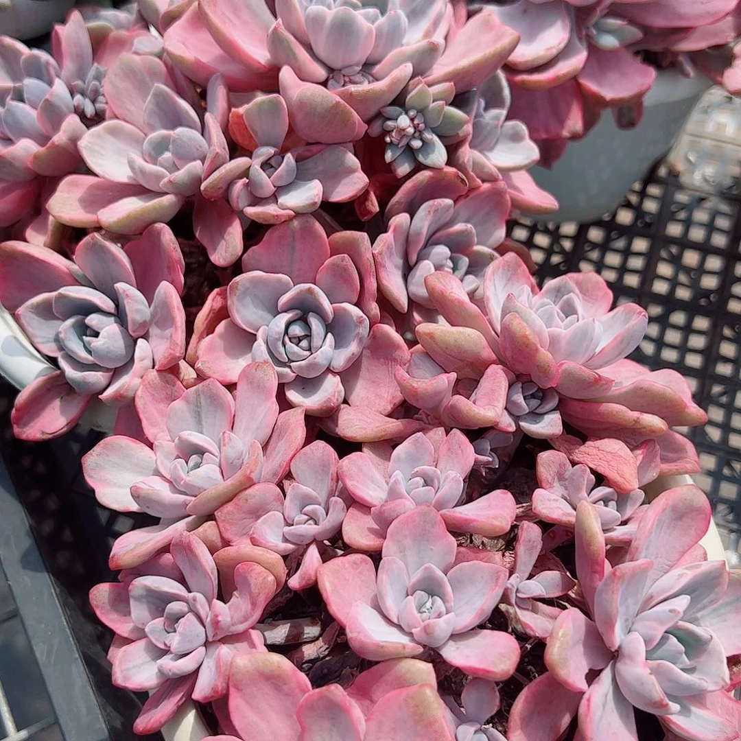 理查德夫人多头大盆群