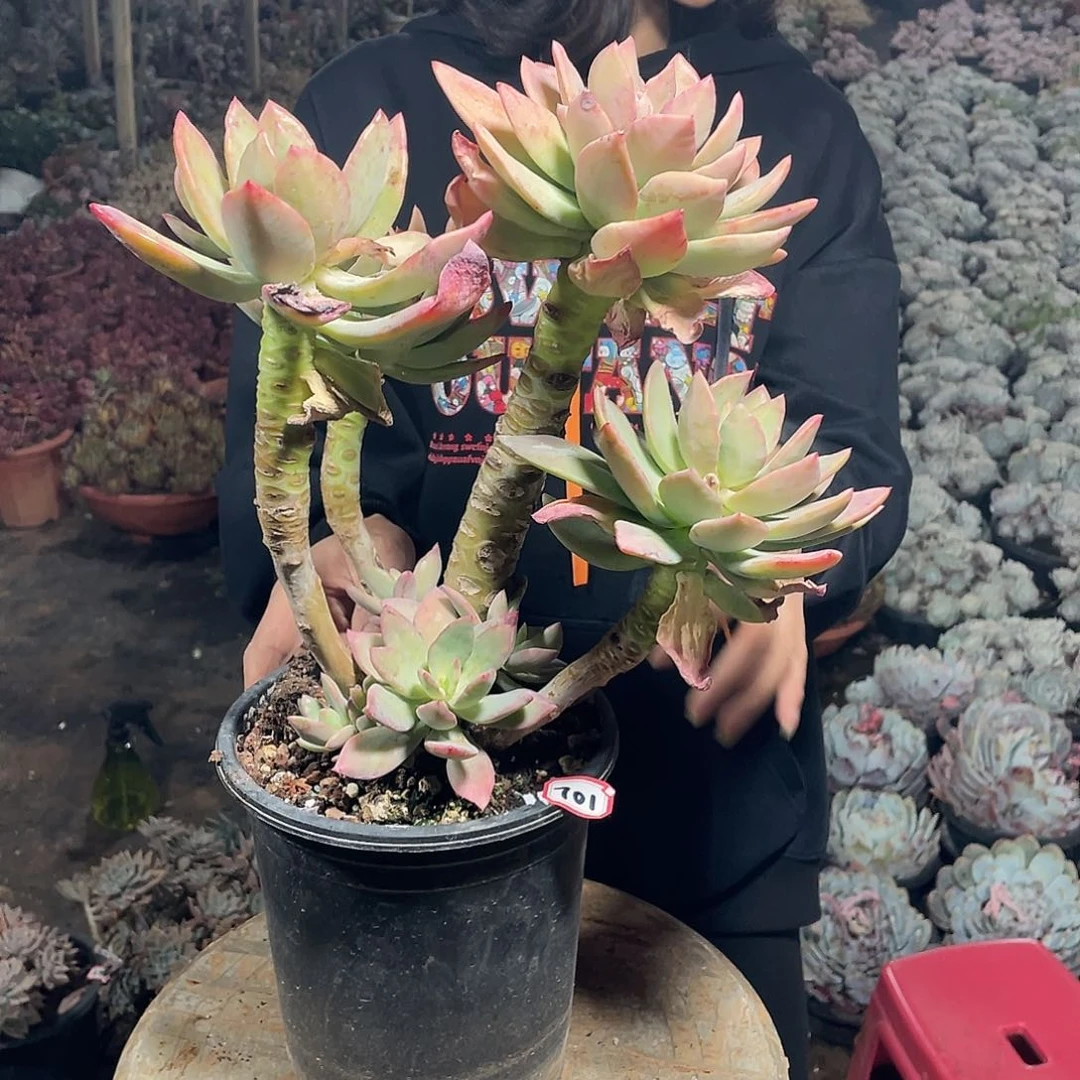 701芒果美人 一物一拍对肉