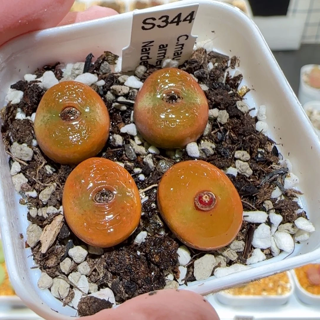 肉锥多肉植物百科-水蜜桃一盆158