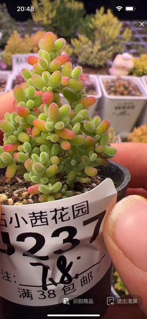 开播福利-金桔-多肉植物枝干番杏