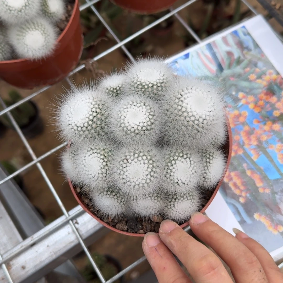 用***2可口可乐了可口可乐