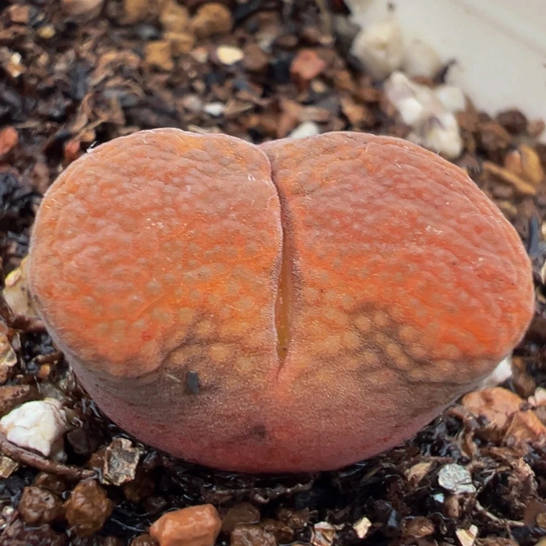 红蛋糕风铃多肉植物