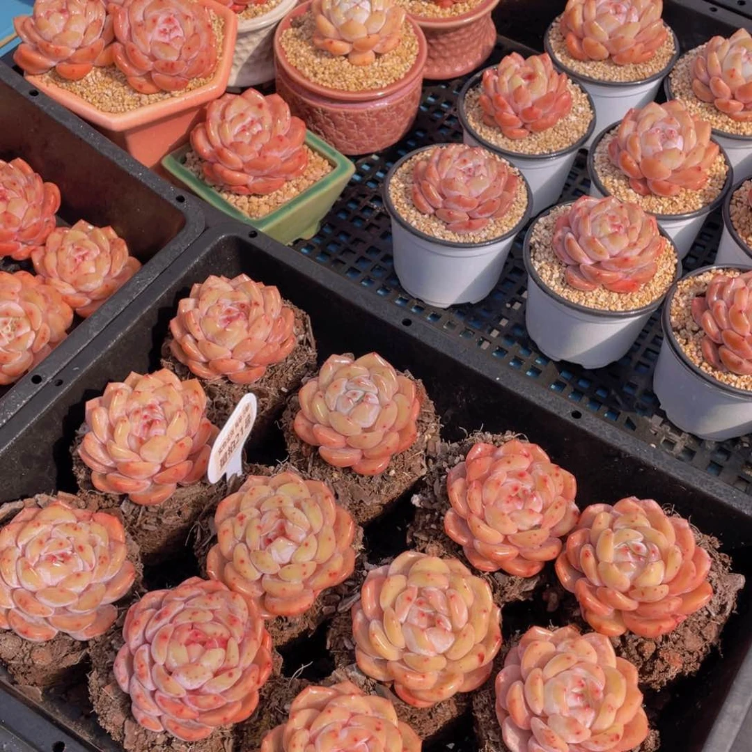 量拍21号果冻韩版仙女橙单头两个