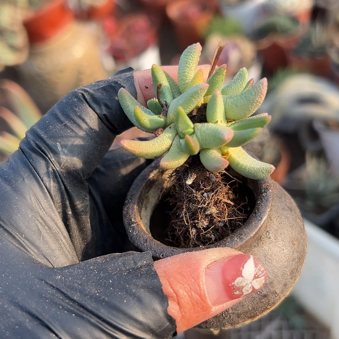 多肉植物小墨斗群