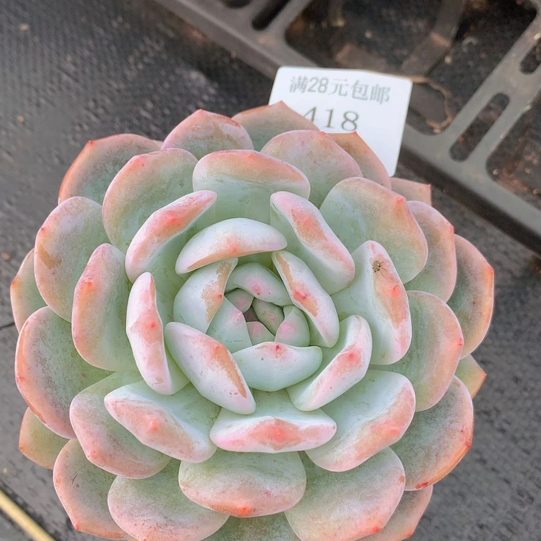 【闪购商品】云418号