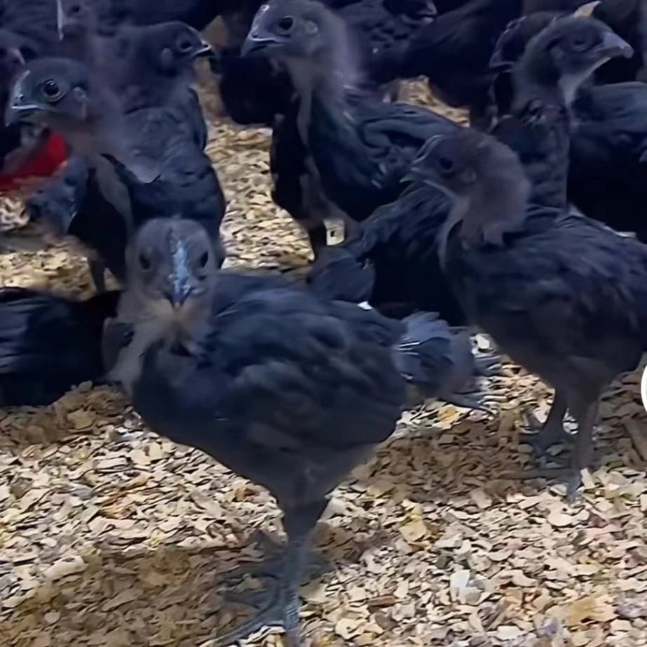 五黑鸡(乌骨鸡)煲汤味美整只发货