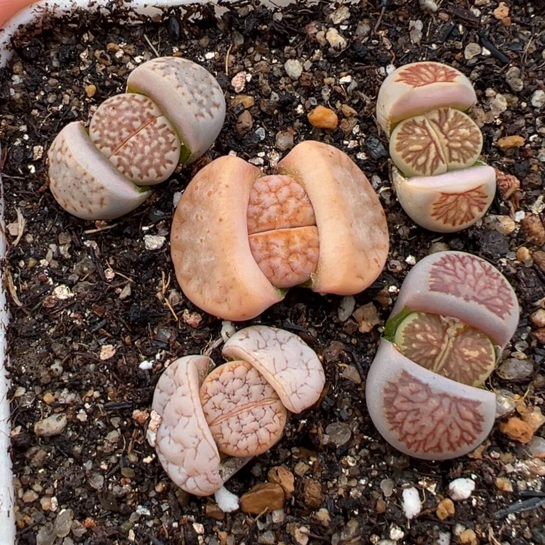 1.25好看的多肉532