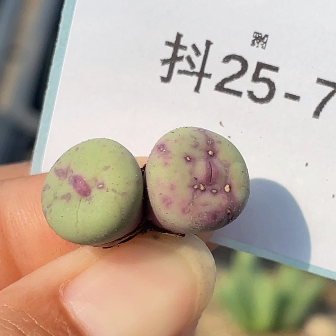 25-7嘴多肉植物肉锥