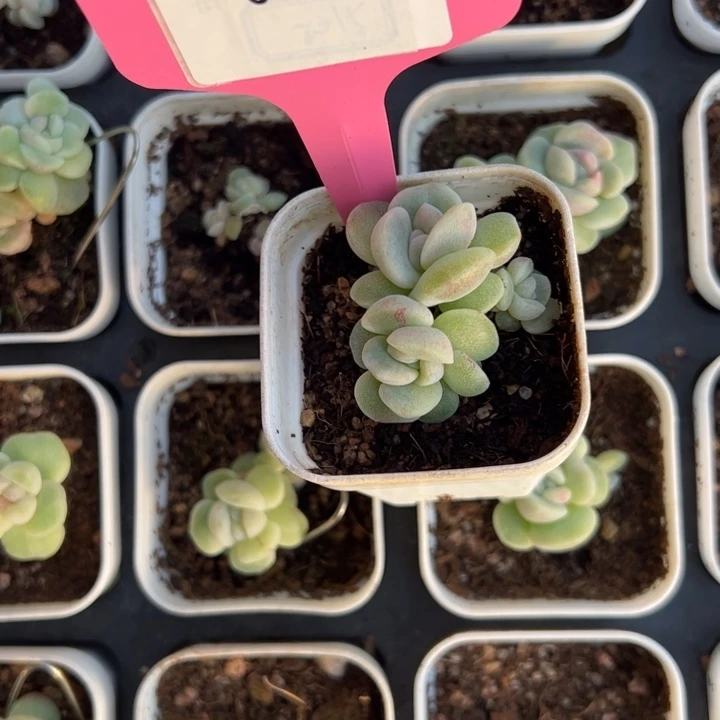 零***壹0808专拍链接啊阿啊阿