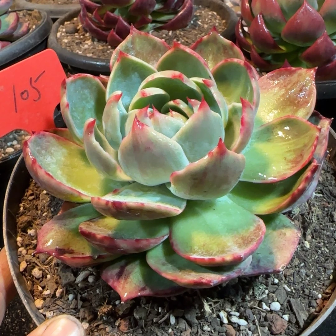 惊鸿一物一拍包装收缩花旱105