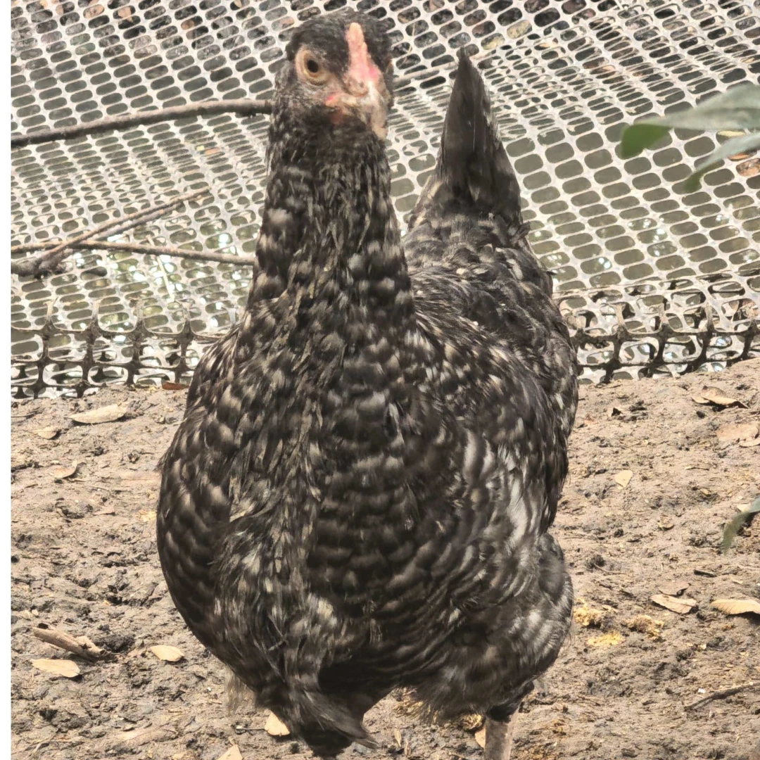 【京东快递】潘舍村芦花鸡养殖基地的散养芦花鸡公鸡真空包装