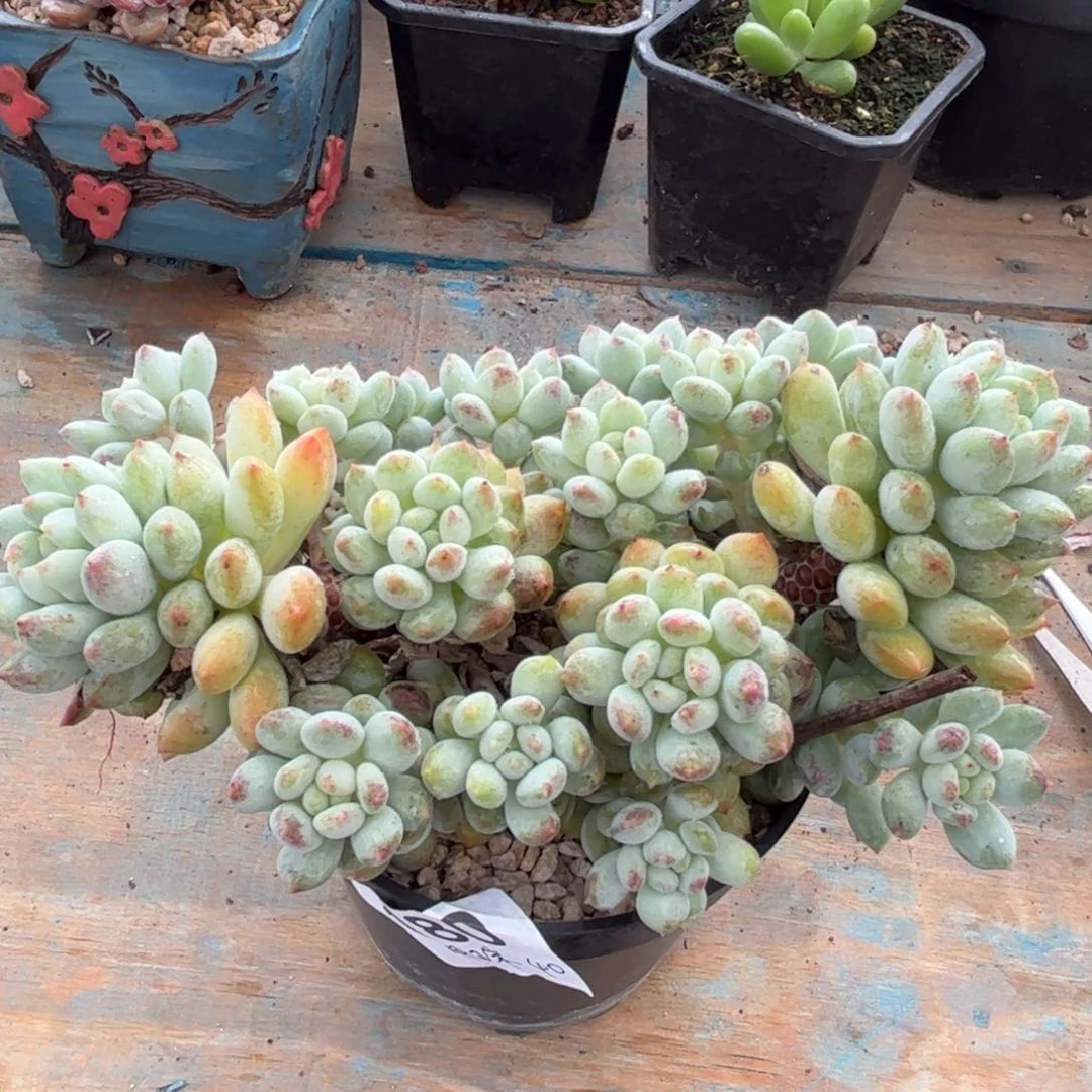 一物一拍：明珠多头