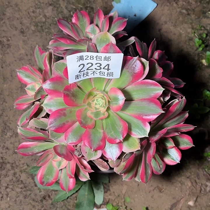 2234七彩石多肉植物