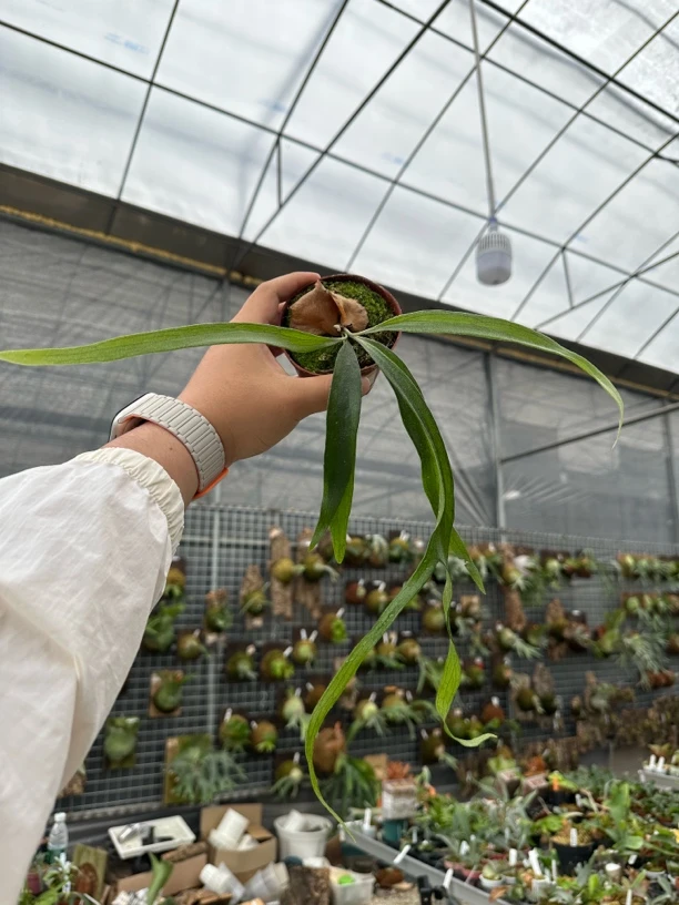 侏儒猫路易斯孢子苗 一物一拍