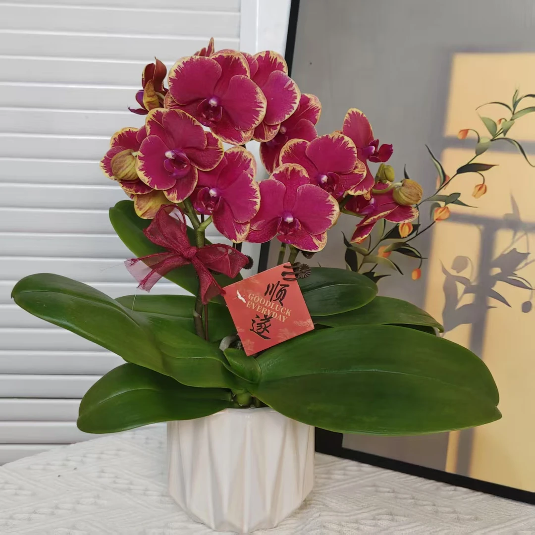 家成周末宠粉日 【金边吉祥】蝴蝶兰花卉精致白钻组盆