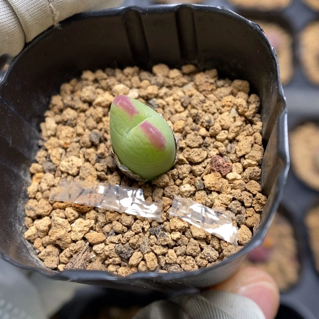多肉植物肉锥杂交K-3719