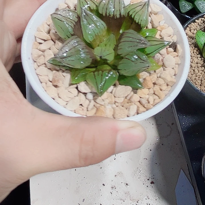 西瓜寿特价处理的