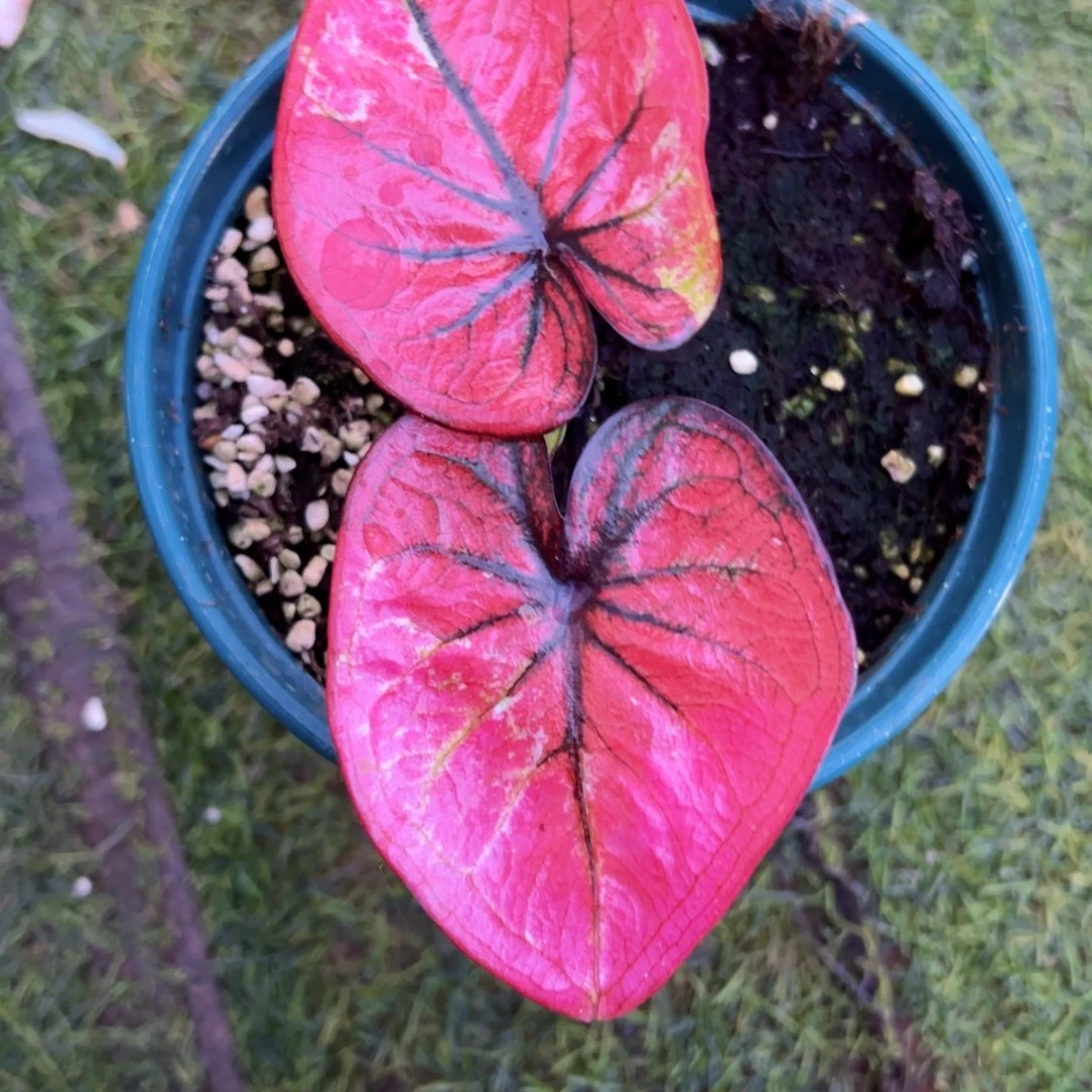 无花朵小可爱泰彩2225