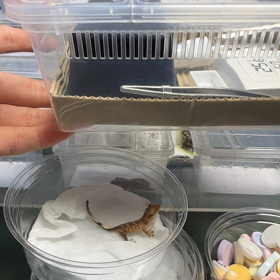 ^***^睫角守宫睫角守宫饲养盒2个