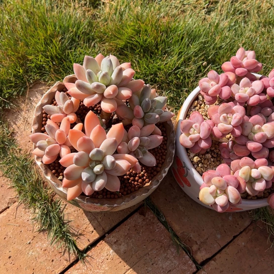 寄养122000000000000