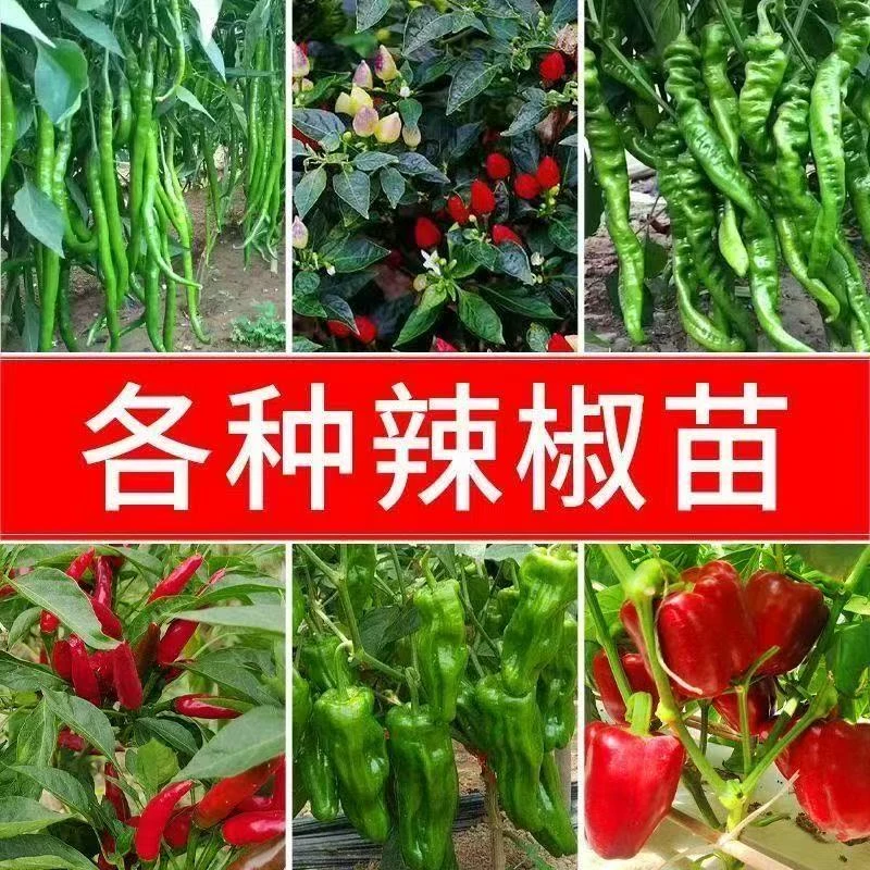 高产辣椒苗青椒美人椒苗薄皮辣椒秧苗螺丝椒二荆条长线椒朝天椒苗