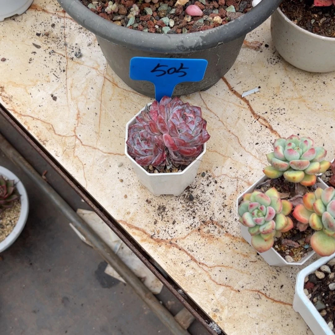 小****?505紫色双头多肉植物