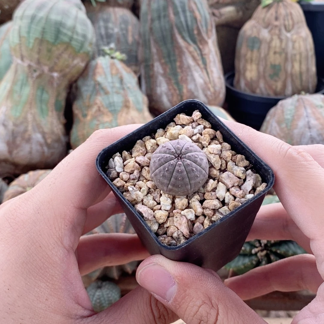 欧系实生布纹球多肉植物