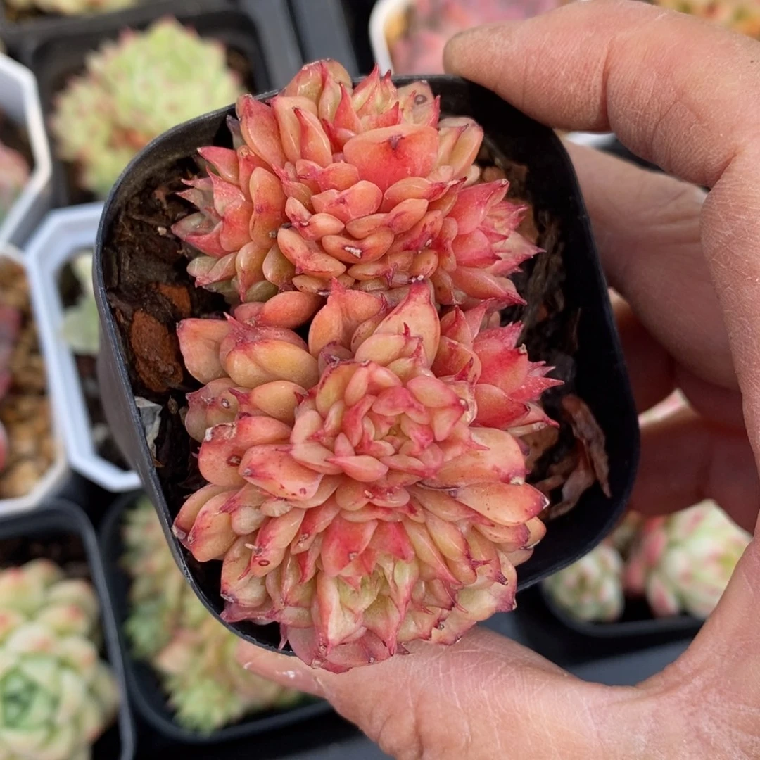 精品多肉一物一拍不包整6