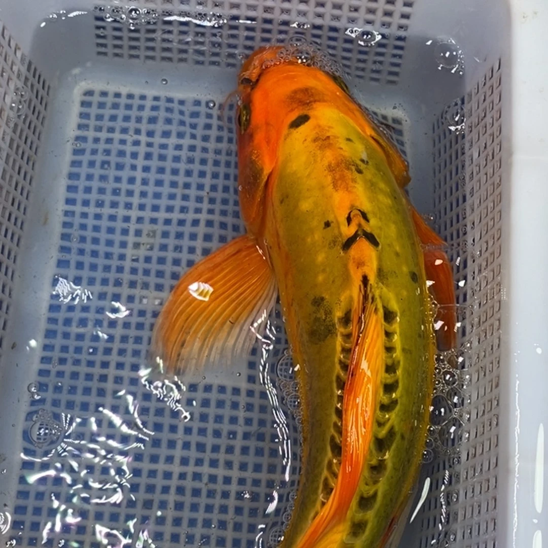 锦鲤冷水锦鲤包邮