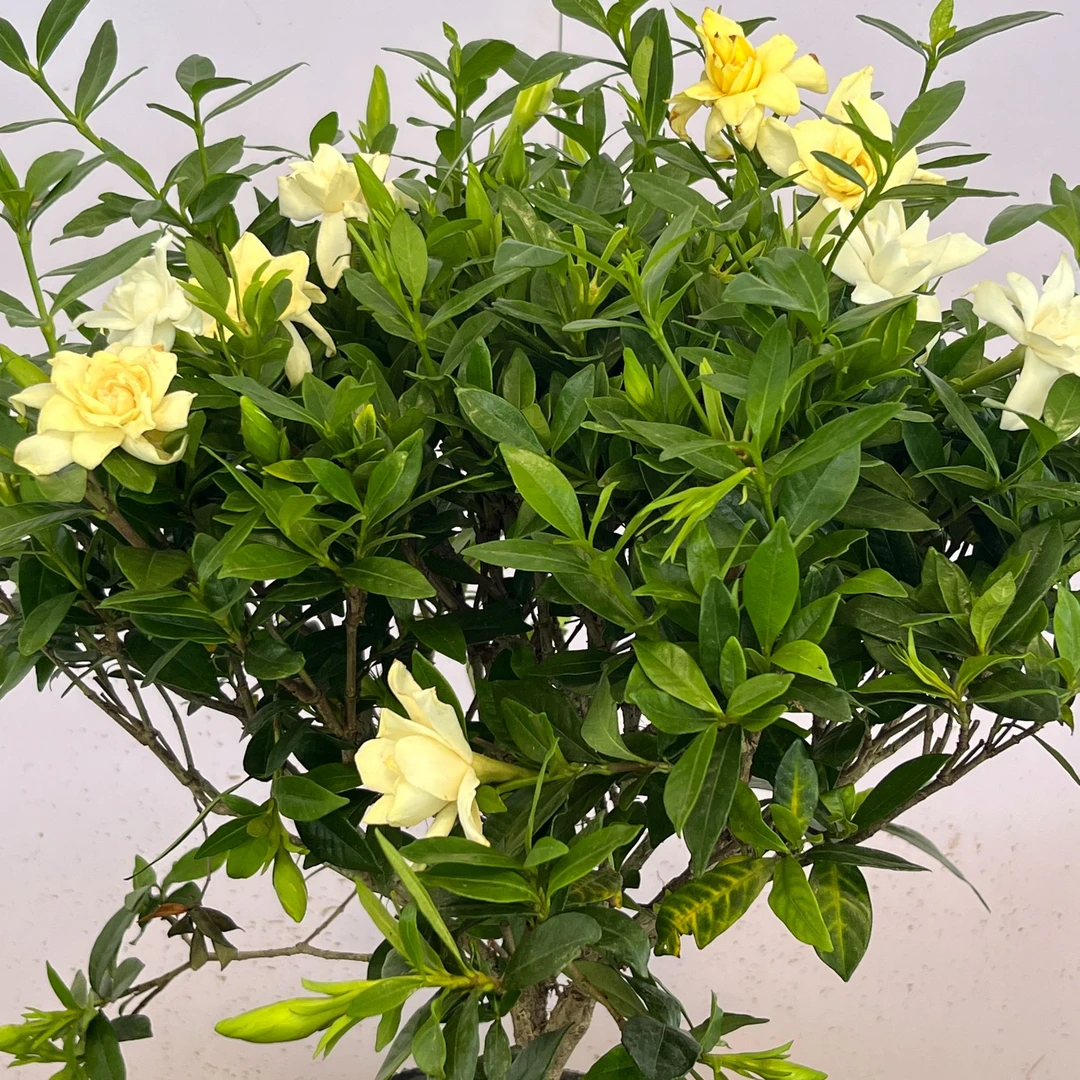 栀子花寓意着惊喜.开放出洁白的花朵.让人非常喜悦