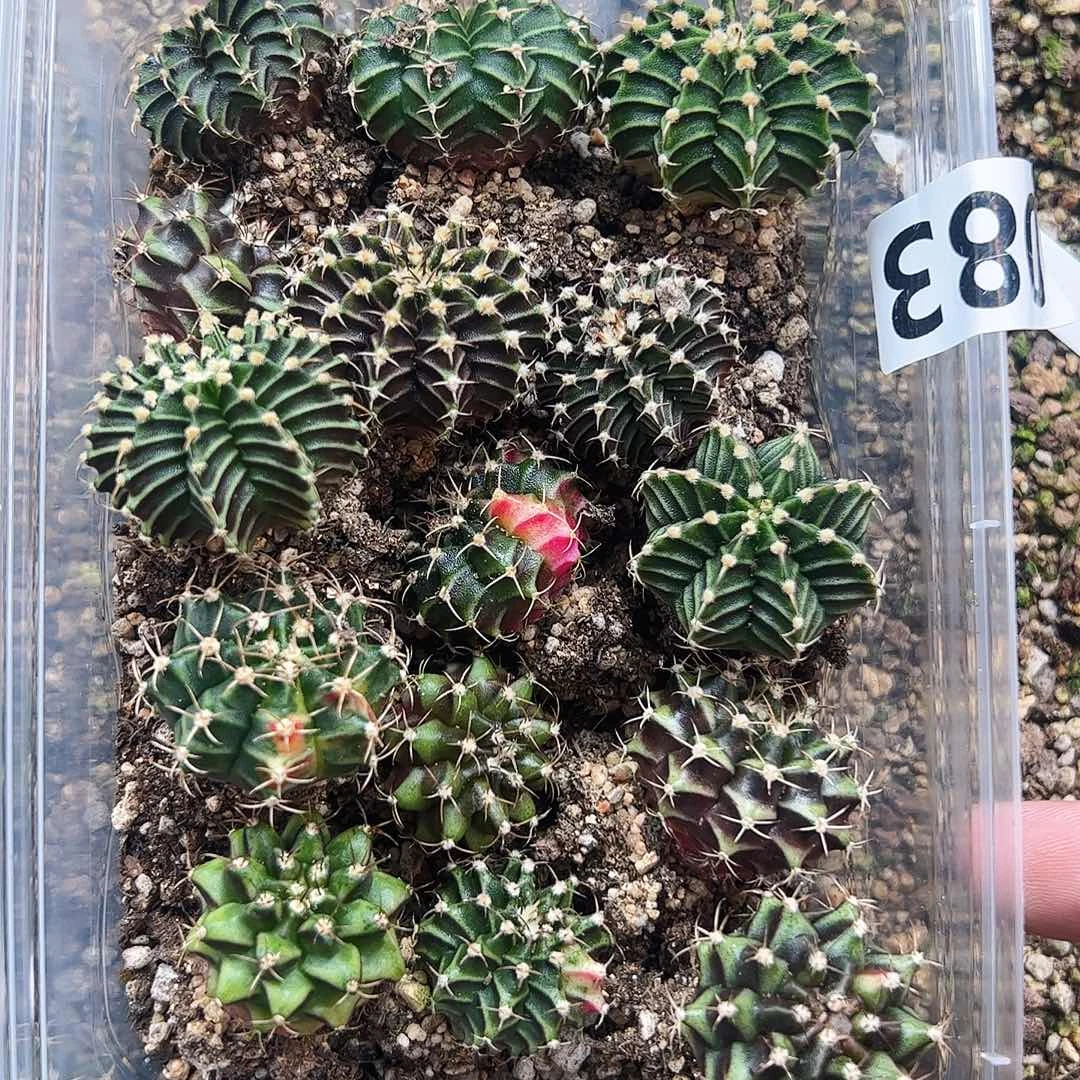 当前无花栽培后可以开花083
