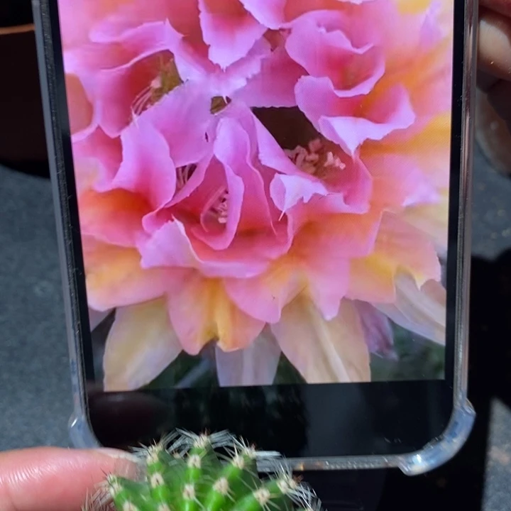 香香卷花侧芽3.5-4公分左右