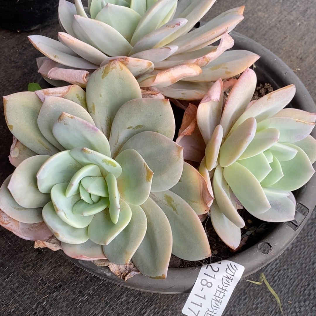 两单包邮1218-117奶茶