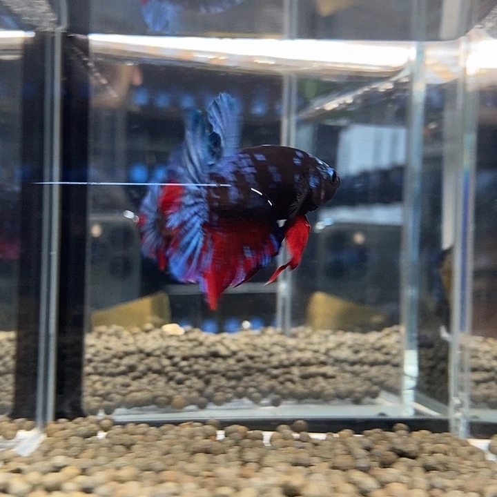 斗鱼黑122号巨斗将军