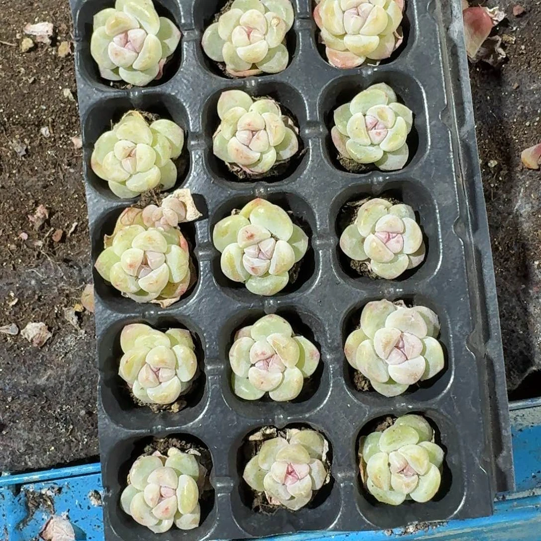 卡卡一物一拍专拍