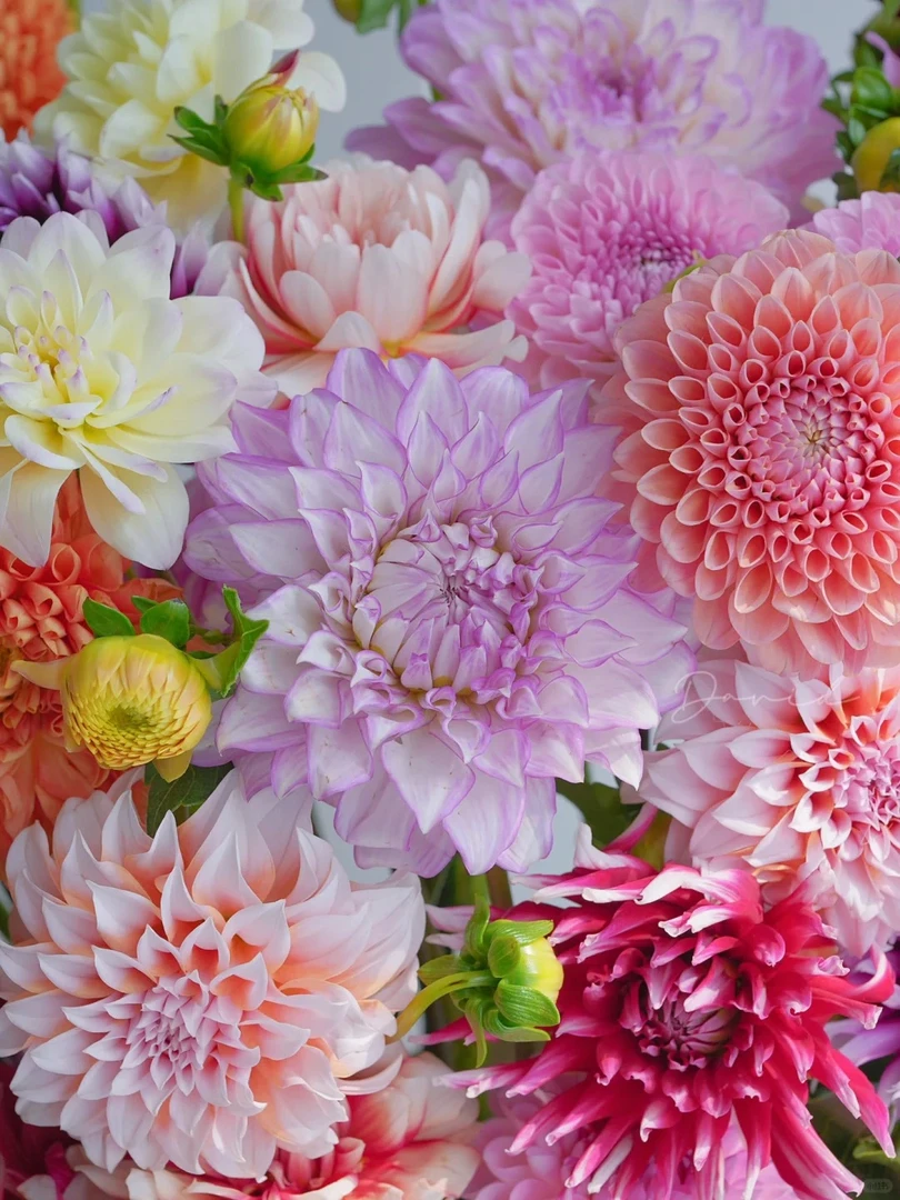 婵之语稀有小众品种 混色大丽花鲜切花