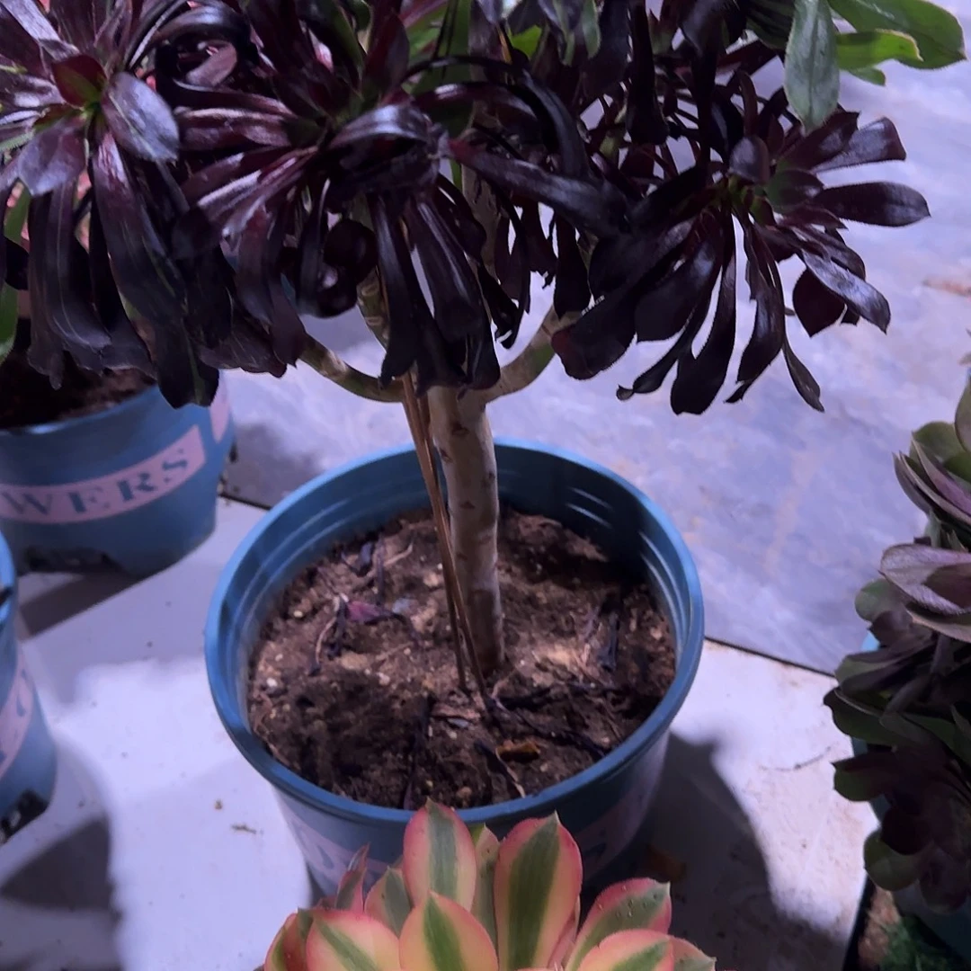 多肉植物福利2棵900水墨丹青维纳组合